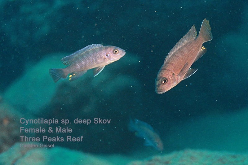 Cynotilapia sp. 'deep skov' Three Peaks Reef